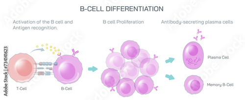 Antibodies are produced by the immune system in response to antigens vector illustration. Complementary binding sites on the Ab and on the Ag molecules. The differences between antigen and antibody.