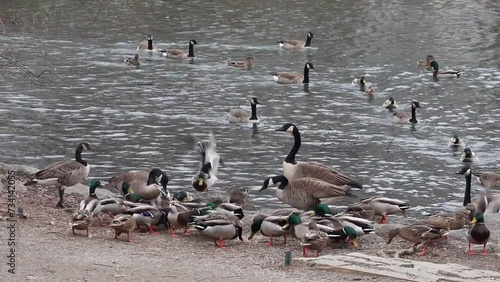 ducks and canada geese in a large group of birds feeding (goose chasing duck during eating frenzy) bird being fed on the shore of a small pond, lake in van cortland park, bronx, new york photo