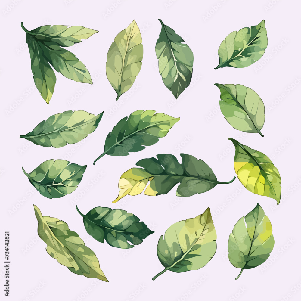 Fototapeta premium Leaves vector watercolor leaves leaf vector