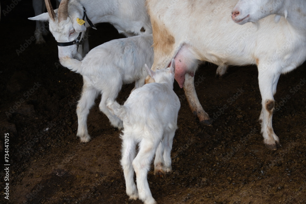 goats baby animal in organic farm agriculture countryside goats baby animal in organic farm agriculture countryside
