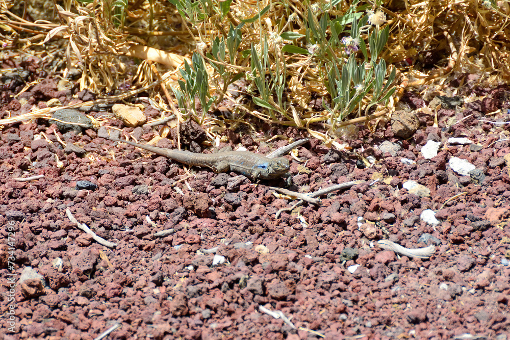 Obraz premium A lizard in the wild