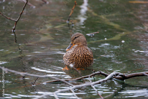 A female mallard in the water of the Stempflesee near Augsburg photo