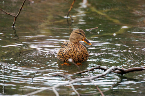 A female mallard in the water of the Stempflesee near Augsburg photo