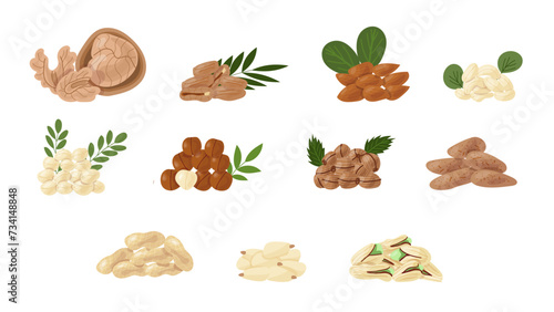 Set of different types of nuts, icons of nuts and seeds. Cola nuts, pumpkin seeds, peanuts and sunflower seeds. Pistachios, cashews, coconut, hazelnuts and macadamia. Cartoon-style illustration.