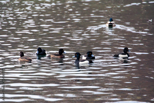 A tufted duck swims in the murky waters of Lake Stempflesee near Augsburg photo