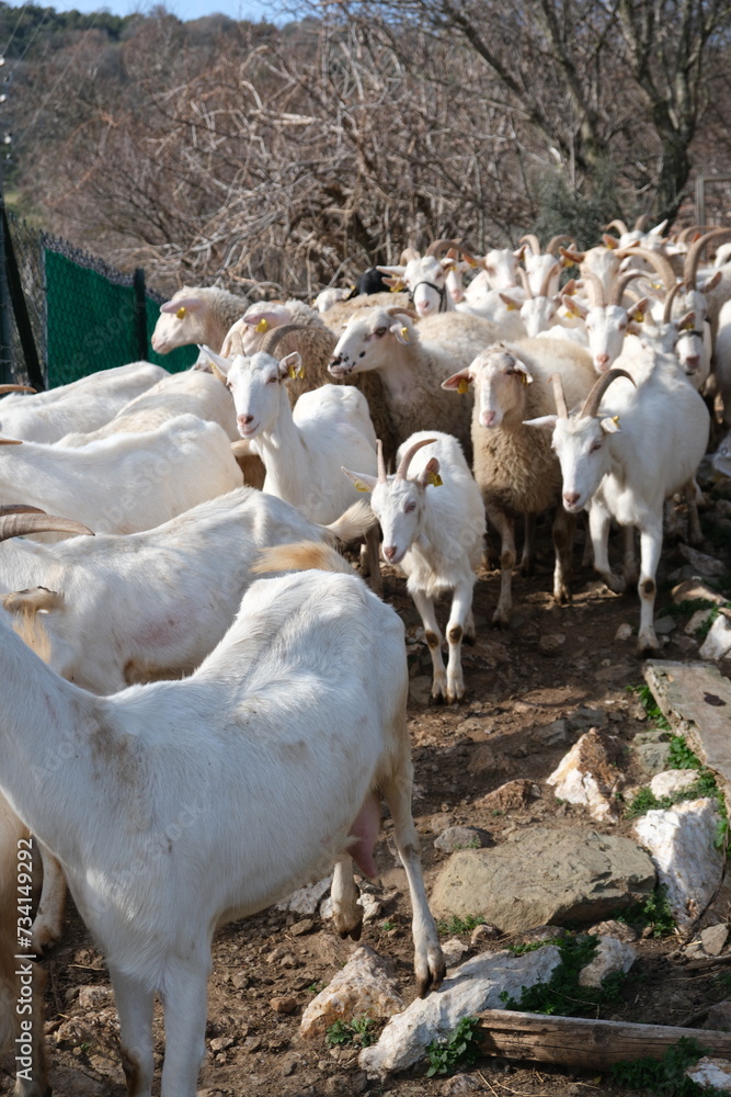 goats baby animal in organic farm agriculture countryside goats baby animal in organic farm agriculture countryside