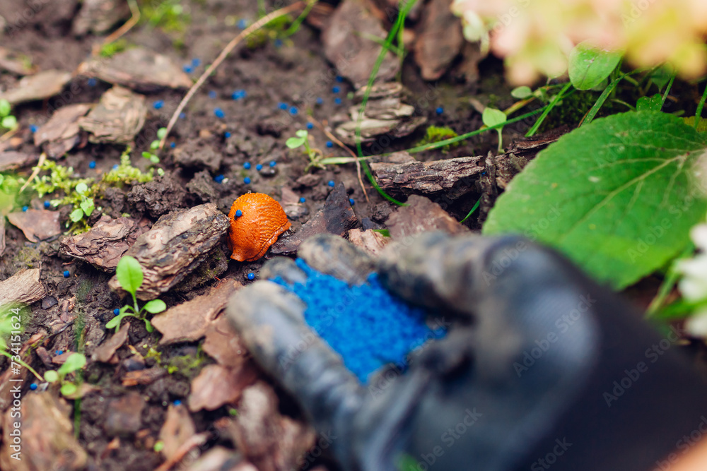 Slug poisoned bait for pest control. Gardener throwing blue granules on ground to kill brown Spanish slugs. Snail trap Slug poisoned bait for pest control. Gardener throwing blue granules on ground to kill brown Spanish slugs. Snail trap