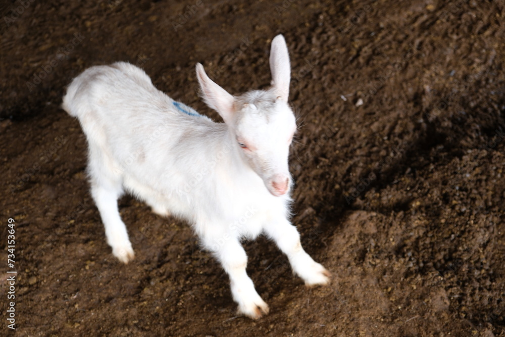 goats baby animal in organic farm agriculture countryside goats baby animal in organic farm agriculture countryside