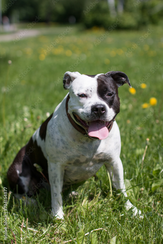 A black and white dog on a walk. American Staffordshire Terrier