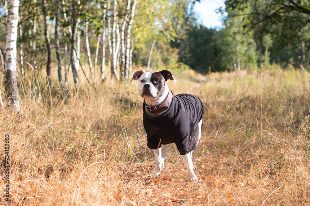 A black and white dog on a walk. American Staffordshire Terrier A black and white dog on a walk. American Staffordshire Terrier