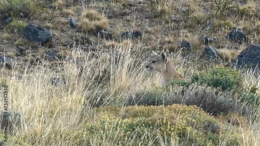 Puma waiting right moment to attack a guanaco, hiding behind bushes. High quality FullHD footage Puma waiting right moment to attack a guanaco, hiding behind bushes. High quality FullHD footage