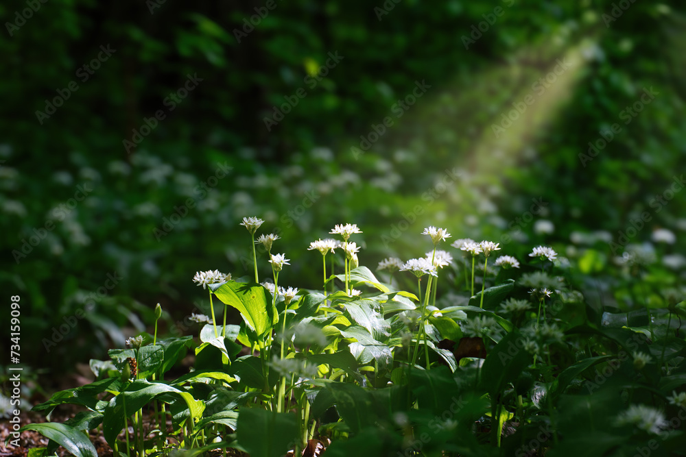 White flowers of bear's garlic in the rays of bright sun in the spring forest White flowers of bear's garlic in the rays of bright sun in the spring forest