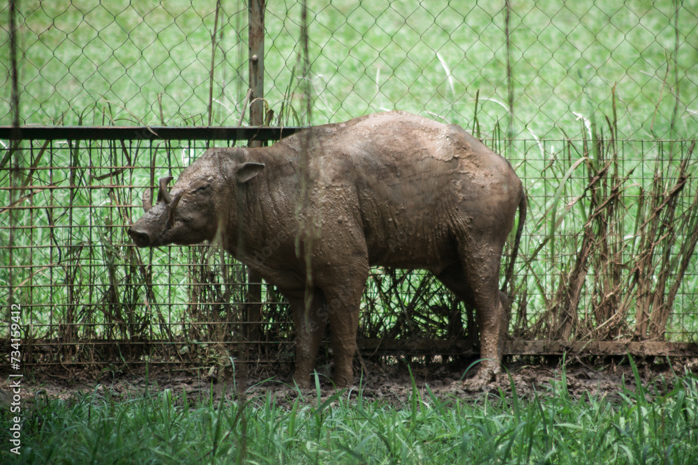 The Togian babirusa (Babyrousa togeanensis), also known as the Malenge ...