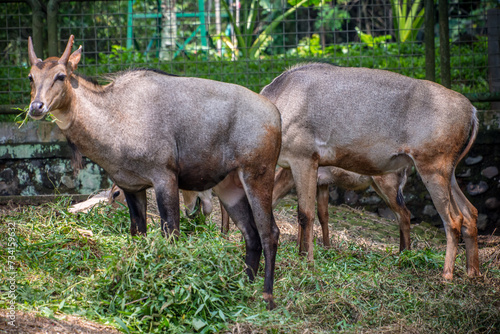 The nilgai (Boselaphus tragocamelus) is the largest antelope of Asia, and is ubiquitous across the northern Indian subcontinent photo