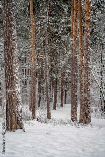Beautiful snowy pine forest in winter