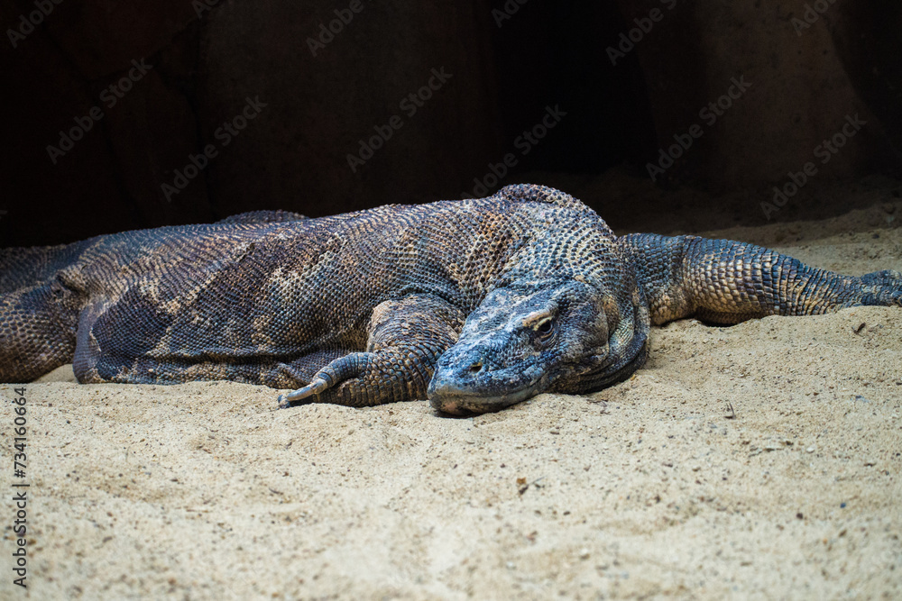 The Komodo dragon (Varanus komodoensis), also known as the Komodo monitor, is a member of the monitor lizard family Varanidae that is endemic to the Indonesian islands of Komodo, Rinca, Flores, and Gi The Komodo dragon (Varanus komodoensis), also known as the Komodo monitor, is a member of the monitor lizard family Varanidae that is endemic to the Indonesian islands of Komodo, Rinca, Flores, and Gi