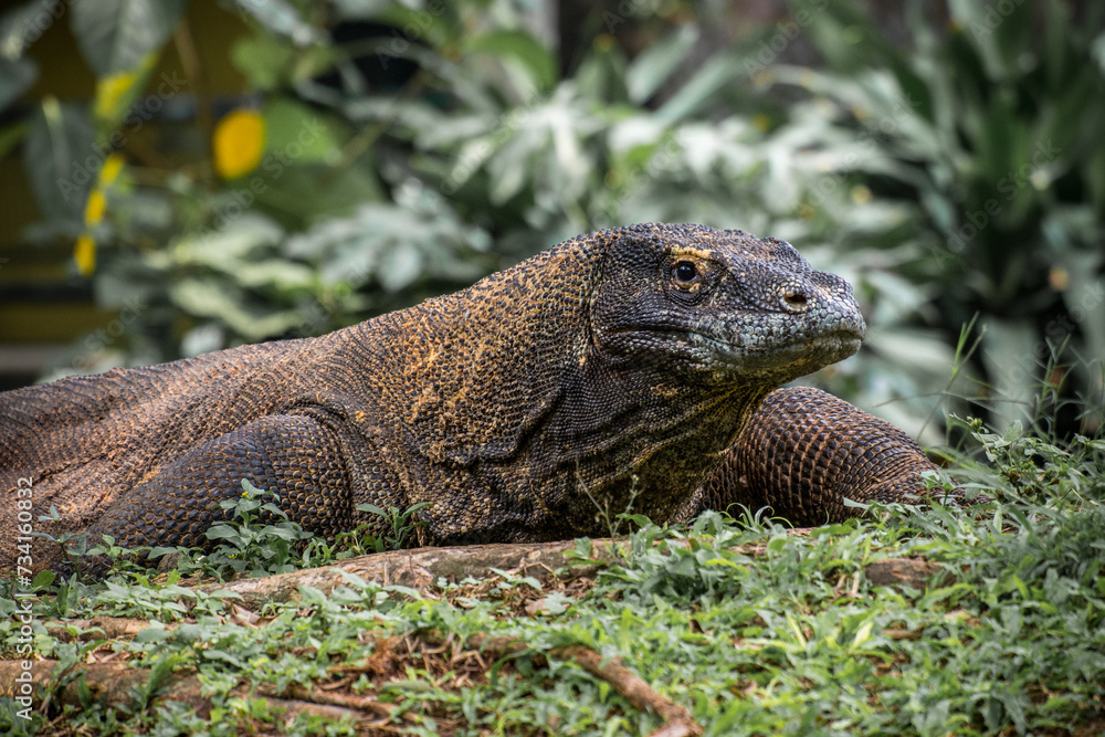 Fototapeta premium The Komodo dragon (Varanus komodoensis), also known as the Komodo monitor, is a member of the monitor lizard family Varanidae that is endemic to the Indonesian islands of Komodo, Rinca, Flores, and Gi