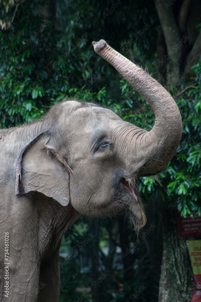 Obraz premium The Sumatran elephant (Elephas maximus sumatranus) is one of three recognized subspecies of the Asian elephant, and native to the Indonesian island