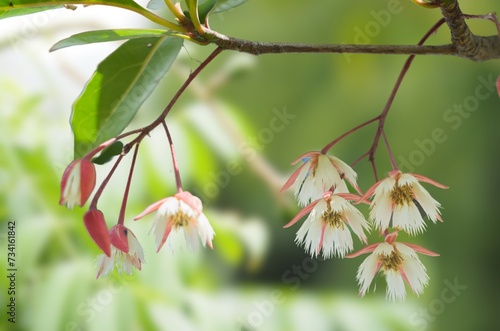 Elaeocarpus hainanensis or Elaeocarpus grandifloras flower  Elegant evergreen tree with glossy foliage, white flowers, Rare trees photo