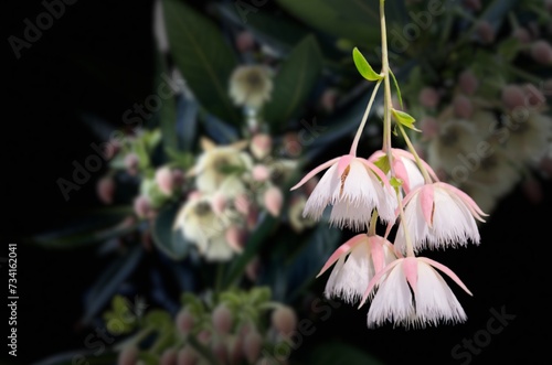 Elaeocarpus hainanensis or Elaeocarpus grandifloras flower  Elegant evergreen tree with glossy foliage, white flowers, Rare trees photo