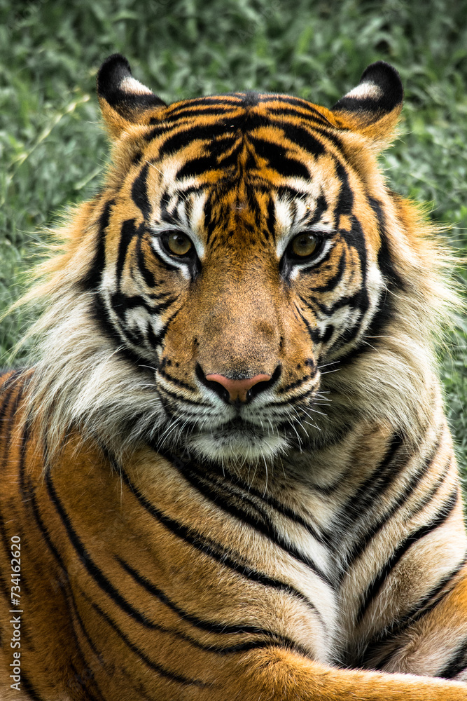 The tiger (Panthera tigris) is the largest living cat species and a member of the genus Panthera The tiger (Panthera tigris) is the largest living cat species and a member of the genus Panthera