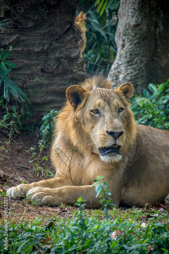 Panthera leo melanochaita is a lion subspecies in Southern and East Africa. In this part of Africa photo