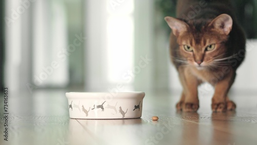 Hungry Abyssinian ginger cat have lunch with dry granules food from bowl on the floor. Lovely little best friends indoor. Cute domestic animals at home. Close up, low angle cinematic shot.