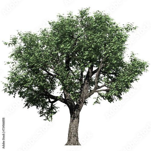 cut out greenery big trees with transparent backgrounds 3d rendering png file