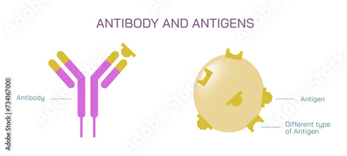 Antibodies are produced by the immune system in response to antigens vector illustration. Complementary binding sites on the Ab and on the Ag molecules. The differences between antigen and antibody.