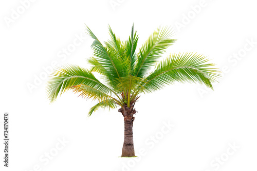 Isolate natural palm shrub on transparent backgrounds 3d render png