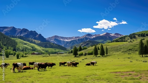 grazing colorado cows