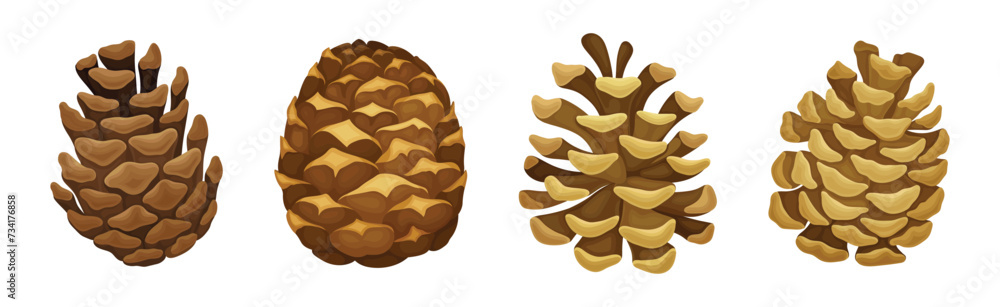 Fir or Pine Cones as Seed Plant Part Vector Set Fir or Pine Cones as Seed Plant Part Vector Set