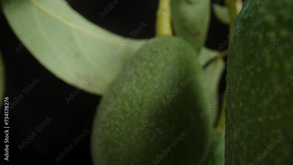 Camera Glides Between Tree Branches with Avocados. Dolly Macro. Camera Glides Between Tree Branches with Avocados. Dolly Macro.