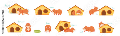 Cute Hamster Demonstrating English Verbs and Prepositions of Place and Movement Vector Set photo