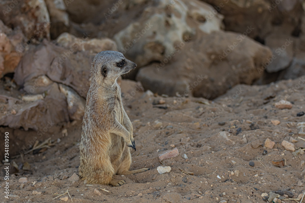 Fototapeta premium Portrait meerkat on the ground