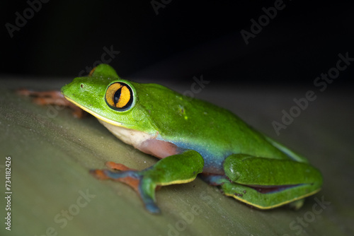 close-up of a golden eye leaf frog