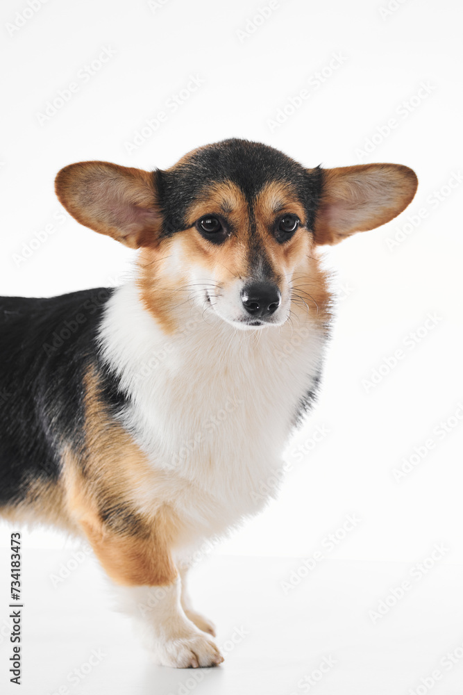 Pembroke Welsh Corgi portrait isolated on white studio background with copy space, purebred dog Pembroke Welsh Corgi portrait isolated on white studio background with copy space, purebred dog