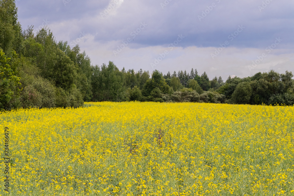 A blooming rapeseed field against a blue sky with clouds