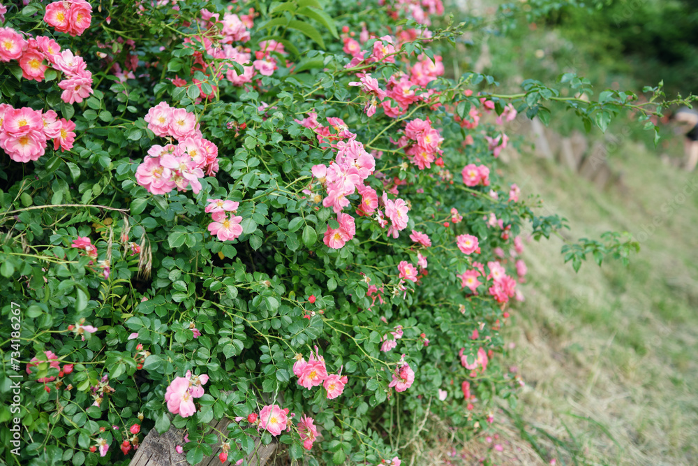 Dense bushes of blooming pink roses in the garden.