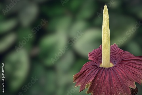 corpse flower Rare Amorphophallus titanum, commonly known as the corpse flower, blooming . flowering plant with the largest unbranched inflorescence in the world.  the world's largest flower photo