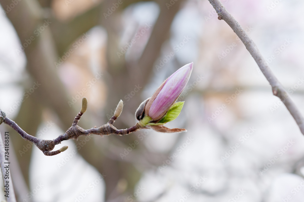 close up of magnolia spring bud on magnolia tree with small green leaves close up of magnolia spring bud on magnolia tree with small green leaves