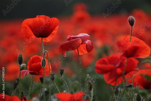 FIELD FULL OF RED POPPIES IN SPRINGTIME photo