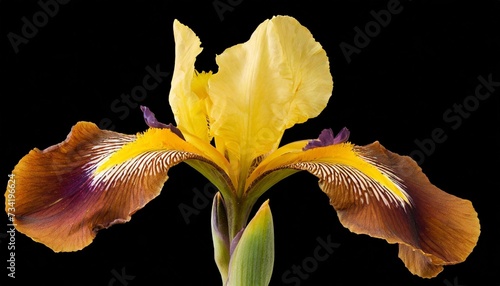 stem with an open flower and two buds of a yellow and brown spuria iris isolated photo