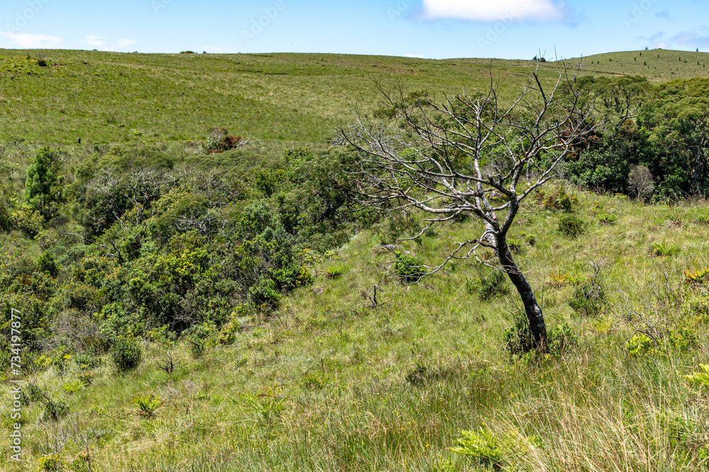Typical vegetation with trees, bushes and grass Typical vegetation with trees, bushes and grass
