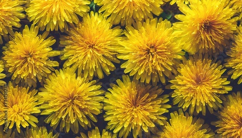 background of many yellow dandelion flowers view from above