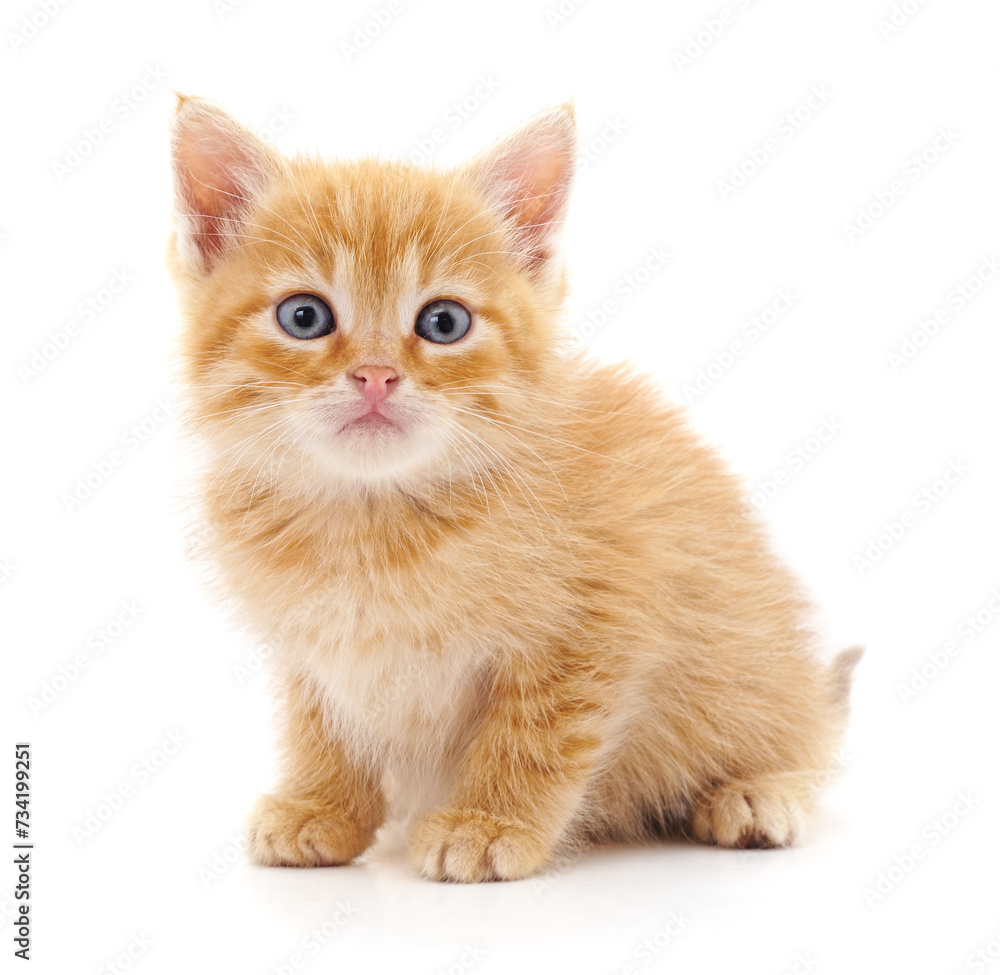 Obraz premium One brown kitten.