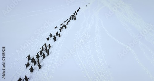 Big colony Gentoo penguins run snow aerial view. Explore wildlife in Antarctica. Beauty of wild animals life and untouched nature on South Pole. Aerial drone flight above Antarctic birds migration