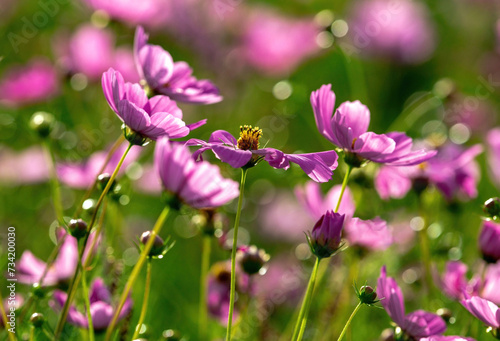 A garden full of pink Cosmos flowers with sparkling points of light.