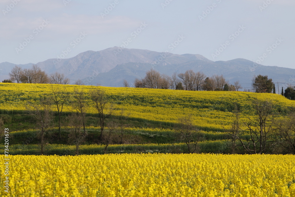 fields of plants with yellow flower in springtime