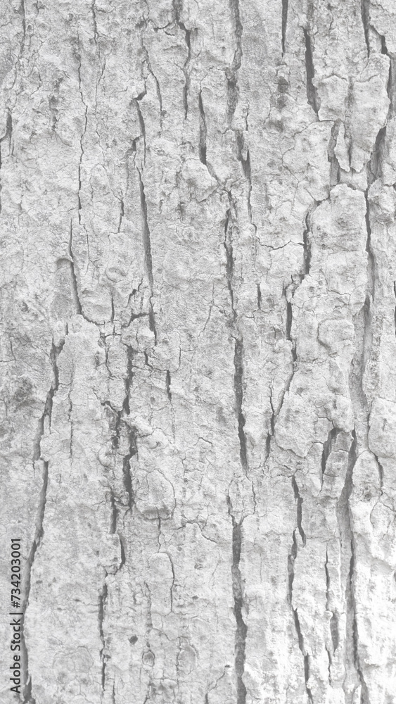 Obraz premium Pattern of dried light grey bark wood.Cracked wood texture big tree surface.Template for design.Abstract nature background.Beautiful pattern.Space for work.Banner.Wallpaper.Selective focus.Vertical.